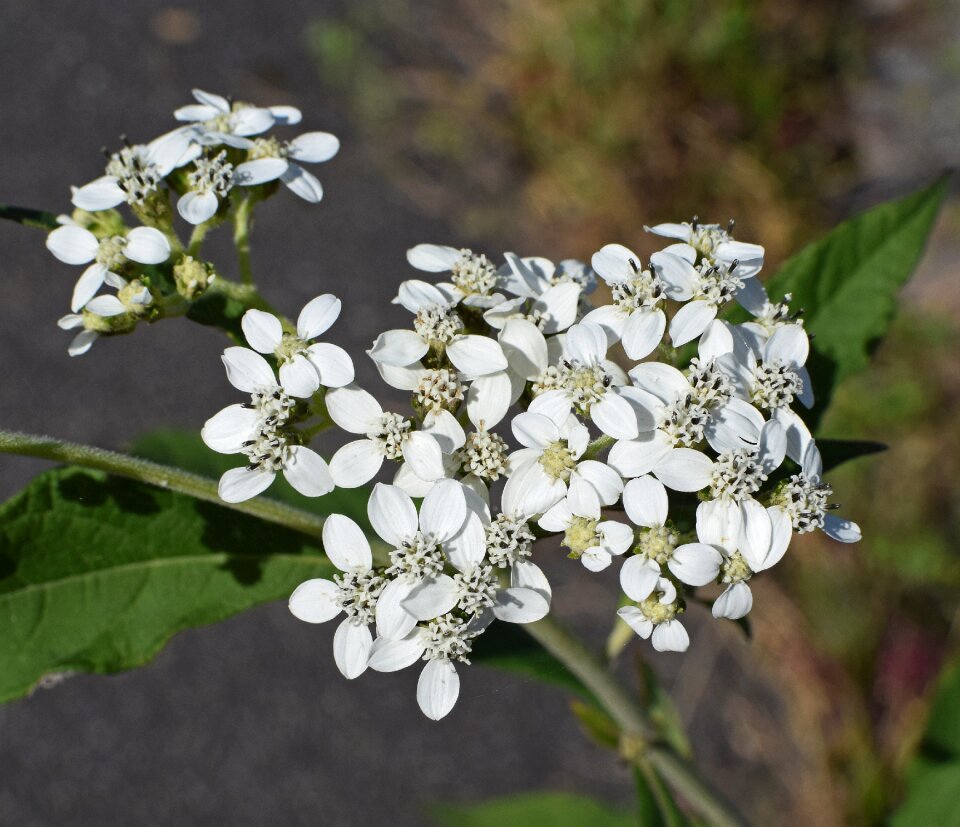 Wildflower blossom bloom
