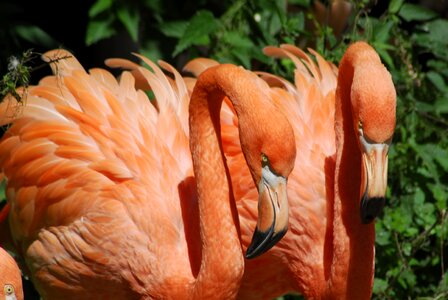 Color flamingo plumage