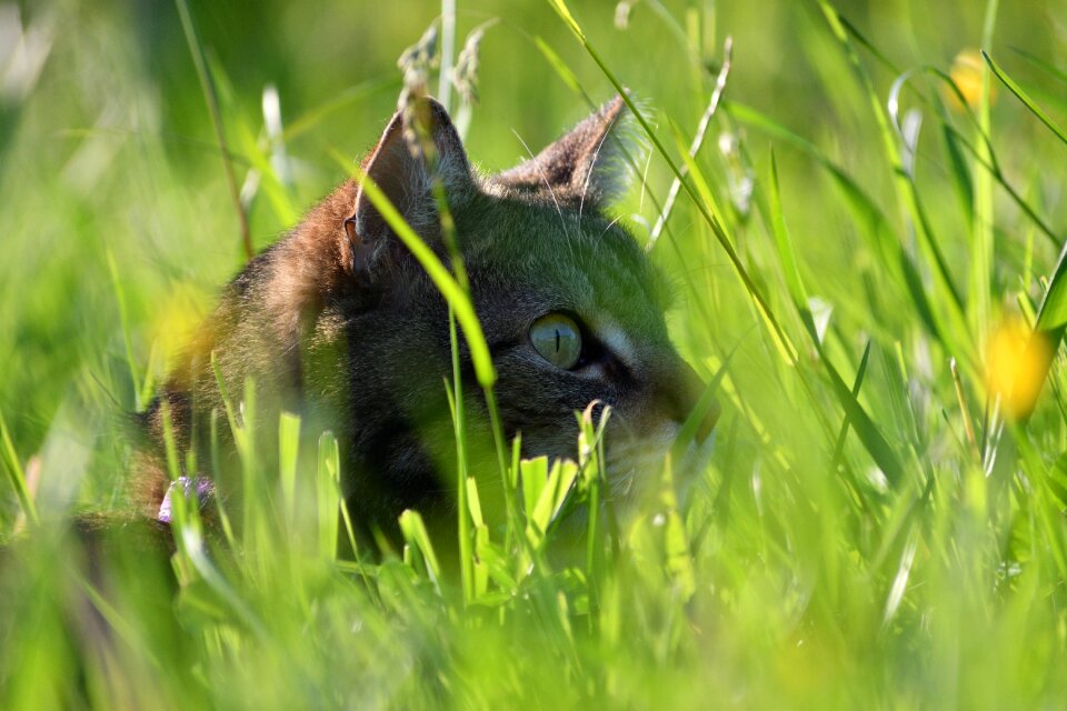 Domestic cat mouse hunter predator