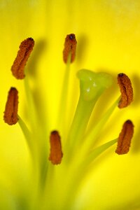 Yellow flower macro summer