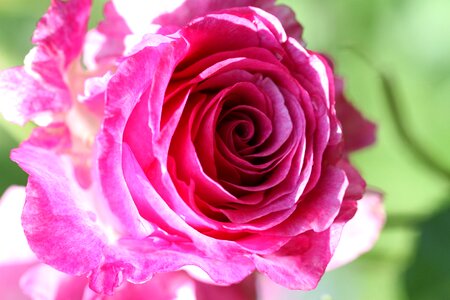 Petal floral pink photo