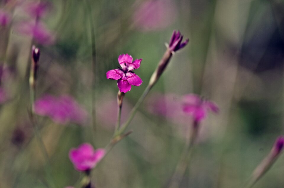 Nature pink flowers plant