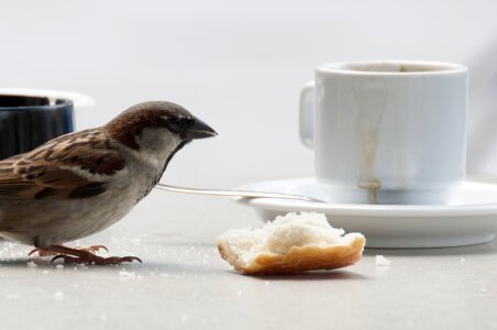Little bird breakfast feed