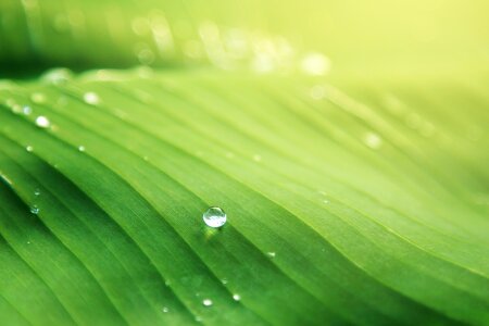 Leaf water droplets photo