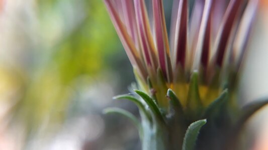 Summer garden closeup