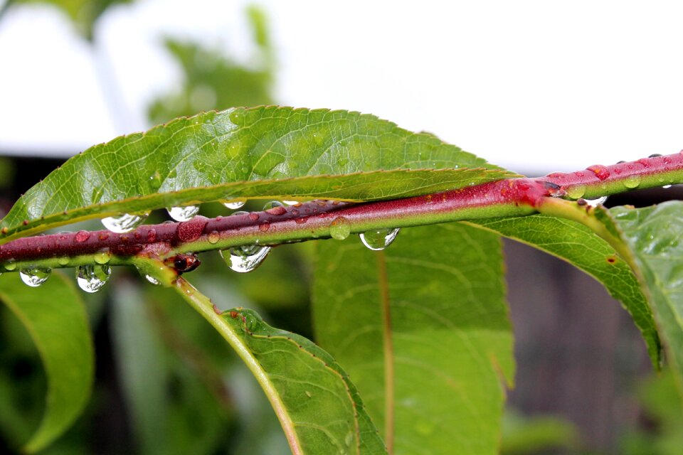Rain drops nature drop of rain