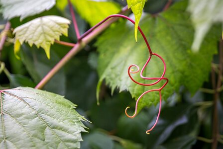 Nature plant vine