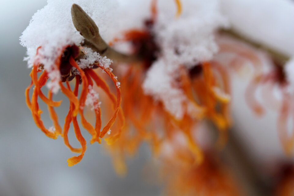 Witch hazel bush winter