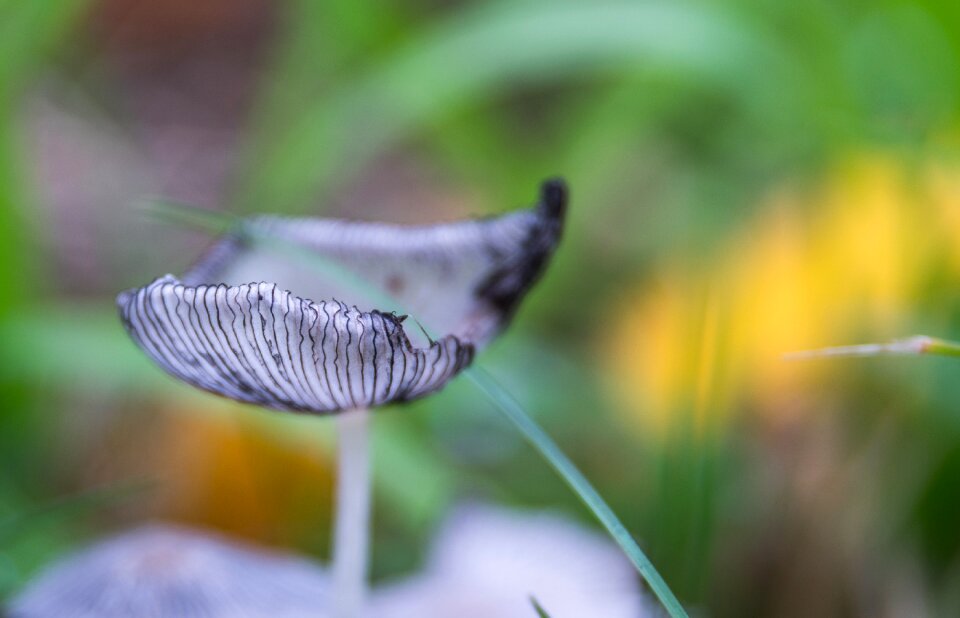 Summer krupnyj plan mushroom