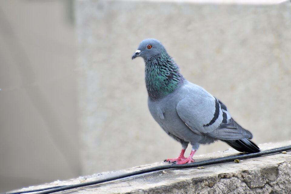 Pigeon bird feral pigeons photo
