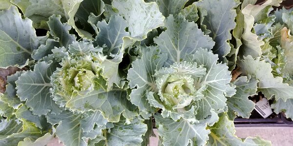 Green fresh vegetable photo