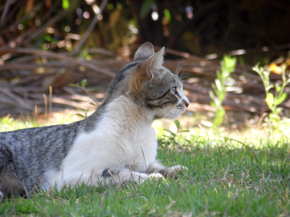 Observation lonely feline stopped