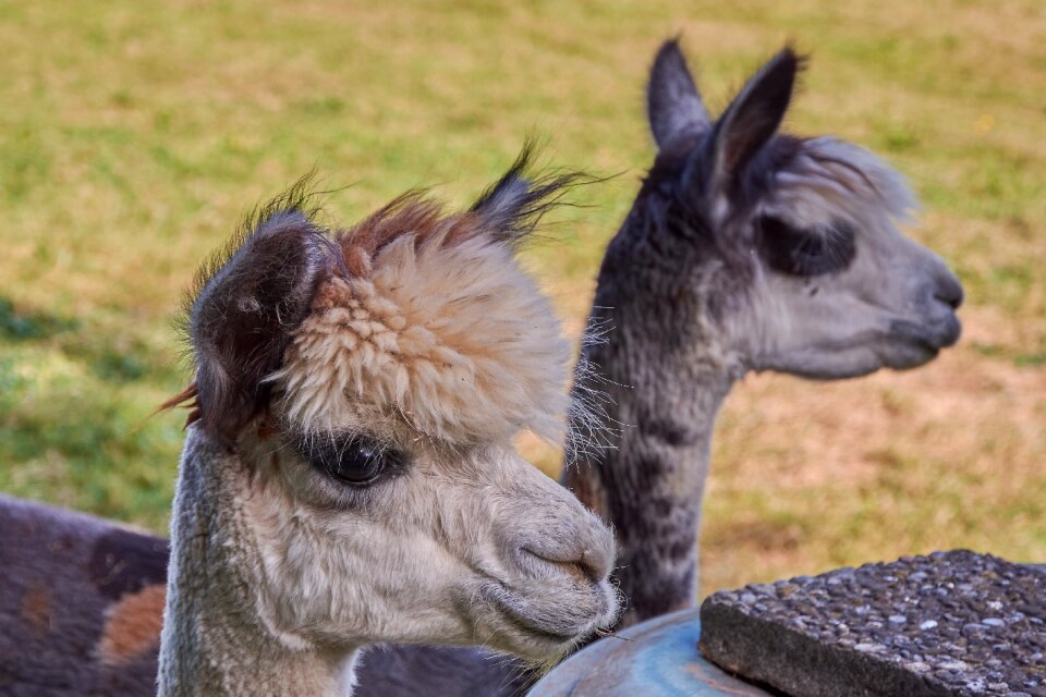 Nature animal world mammal
