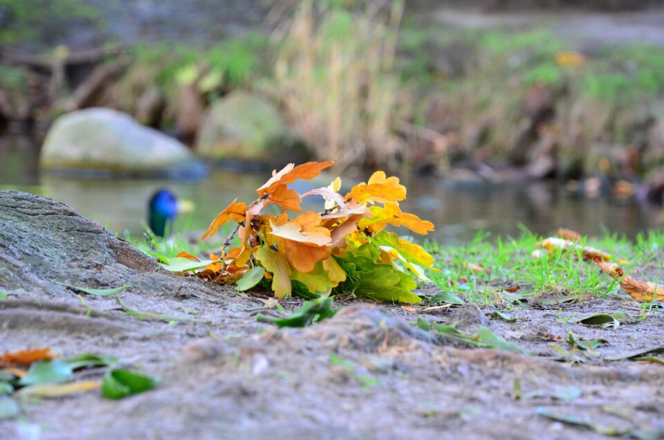 Foliage autumn gold collapse