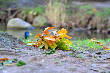 Foliage autumn gold collapse