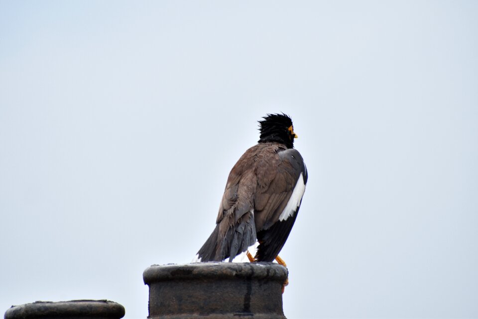 Acridotheres tristis bird starling photo