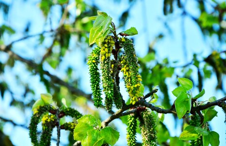Inflorescence tree bush