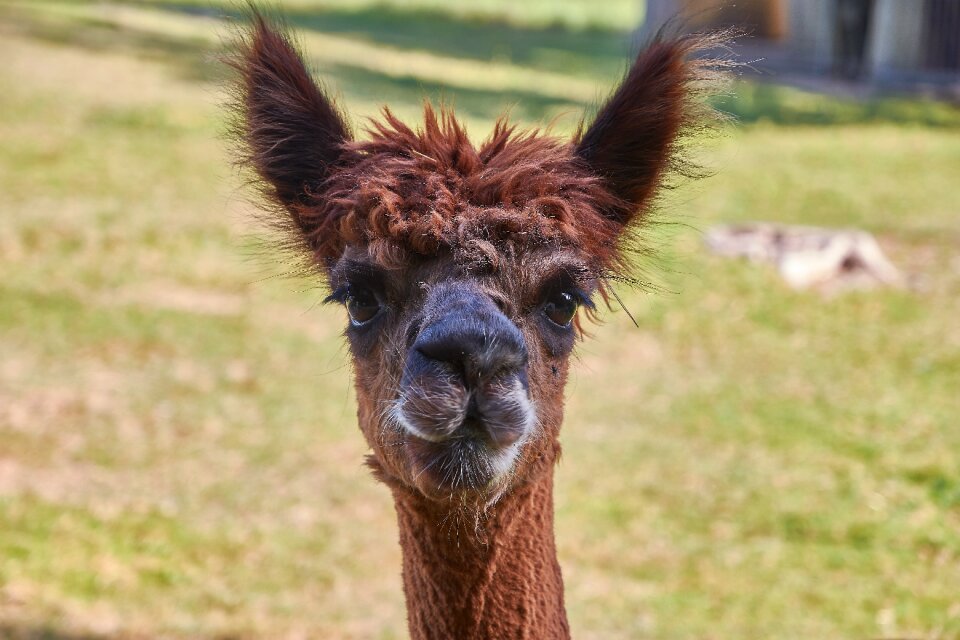 Nature animal world mammal