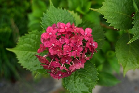Leaf plant red flowers photo