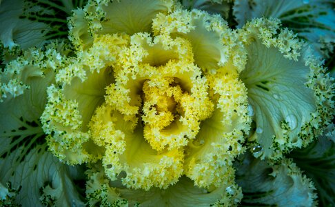 Nature plant cabbage