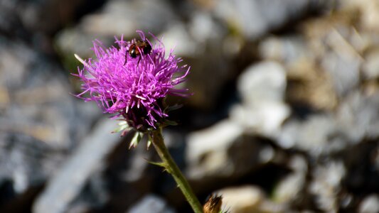 Beetle thistle plant photo