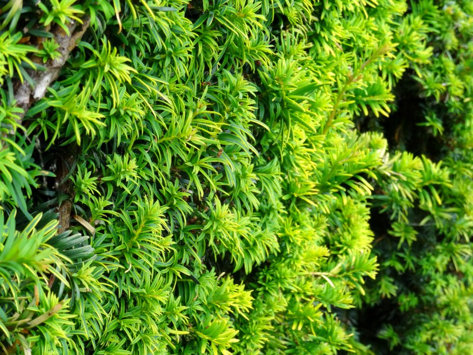 Leaves nature garden