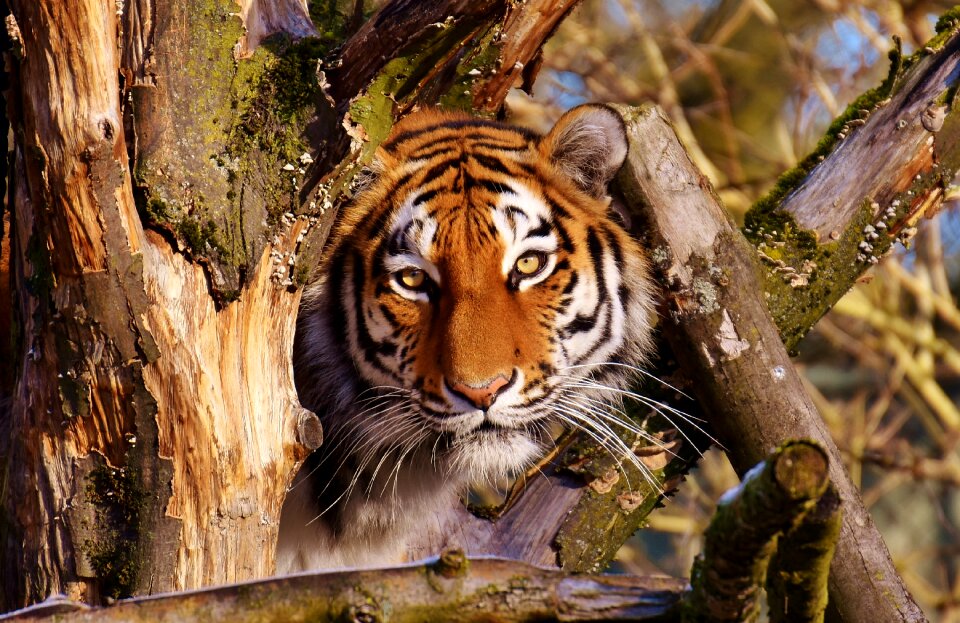 Fur beautiful dangerous
