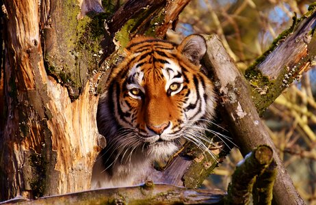 Fur beautiful dangerous