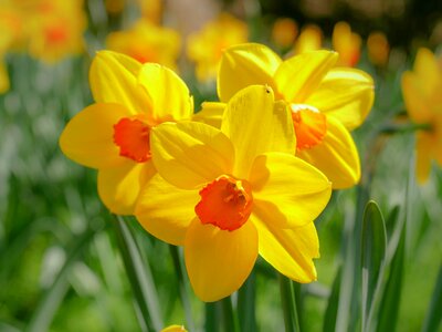 Daffodil narcissus Free photos photo