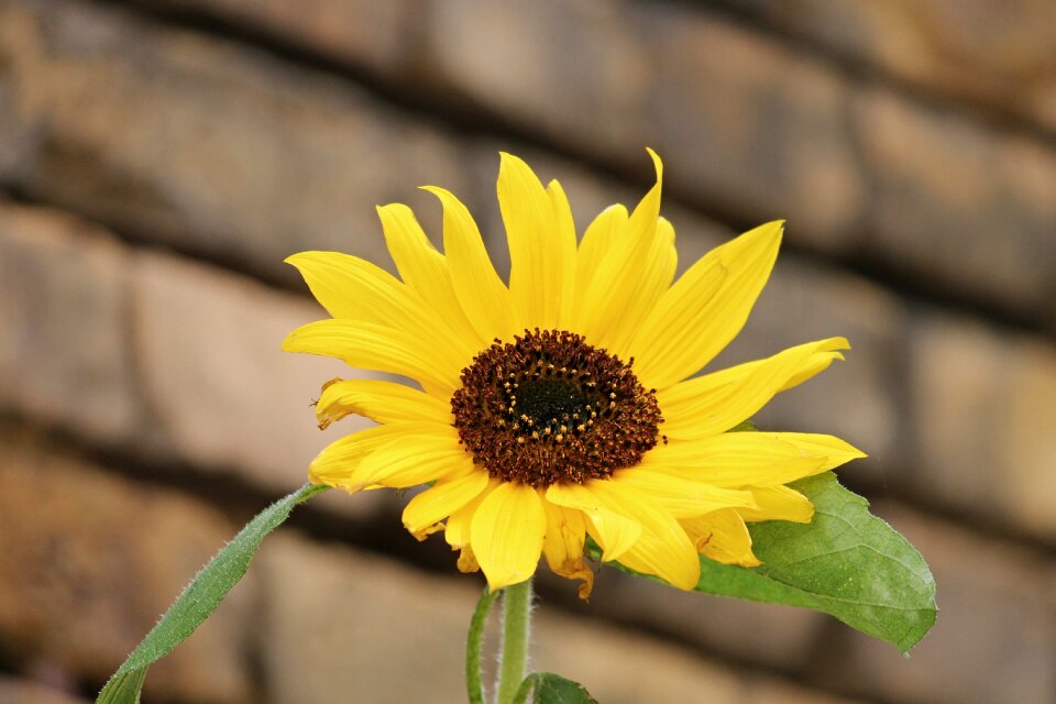 Yellow summer flower