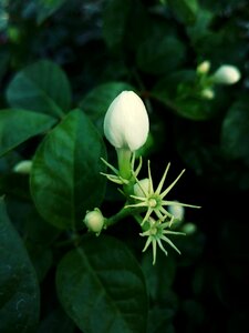 Flowers plants floral