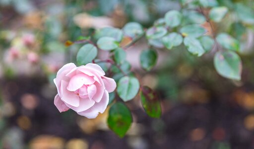 Plant sheet rose