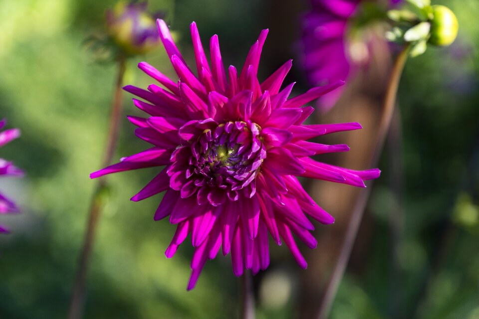 Blossom bloom flower