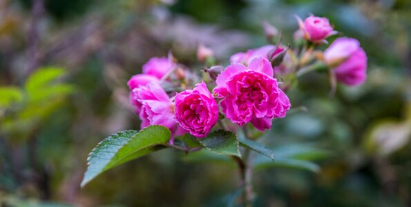 Sheet garden rose photo