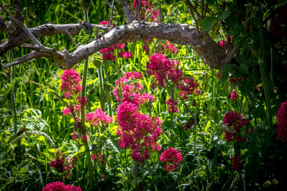 Pink flowers nature floral