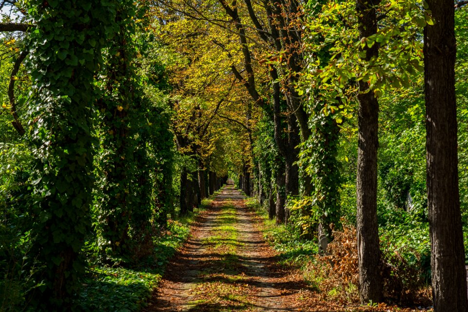 Autumn cemetery leaves