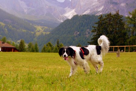 Grass mountain pet