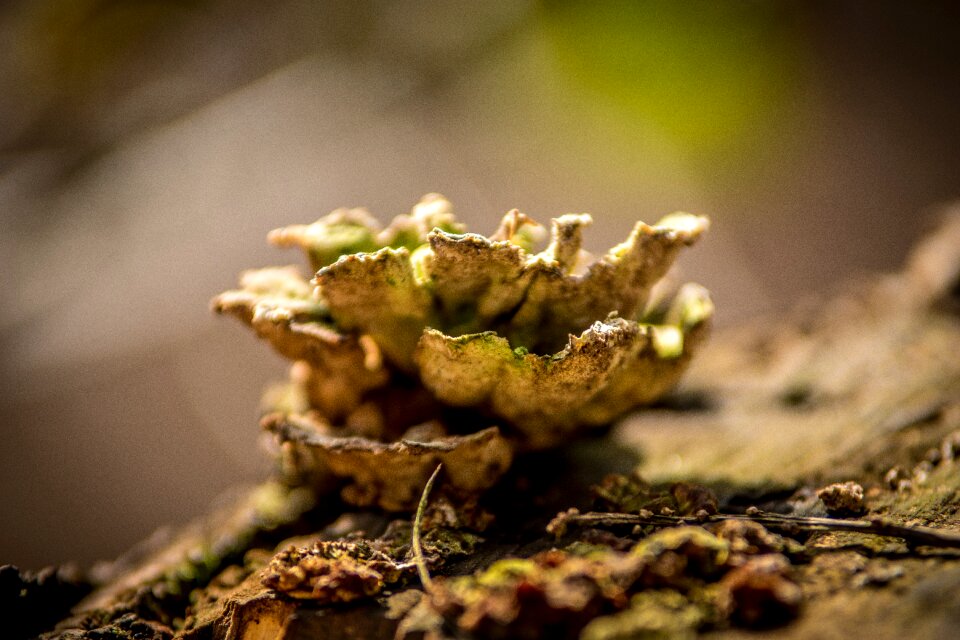 Mushroom close up growth
