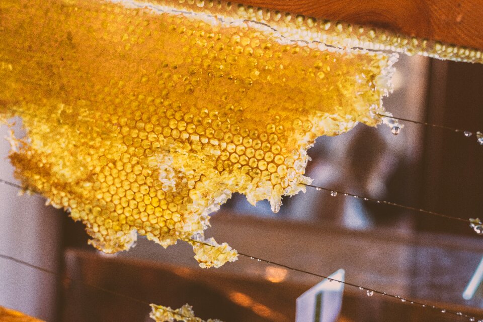 Nectar sweet brown bee