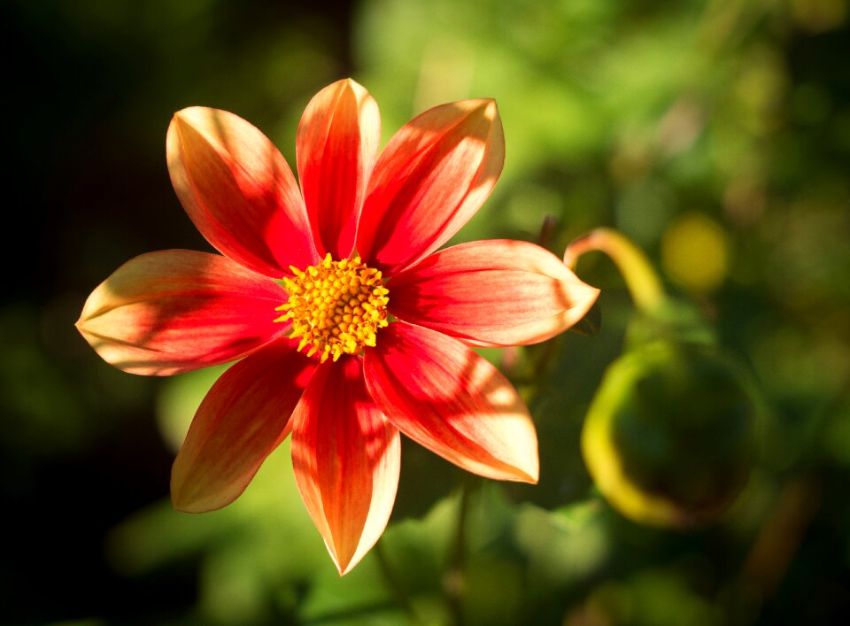 Flower blossom bloom