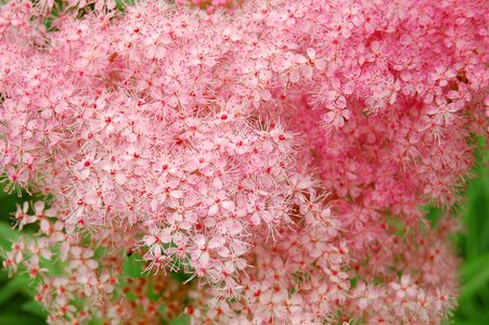 Blossom bloom nature