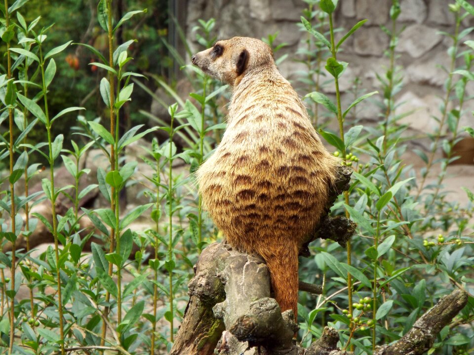 Zoo animals wild animals