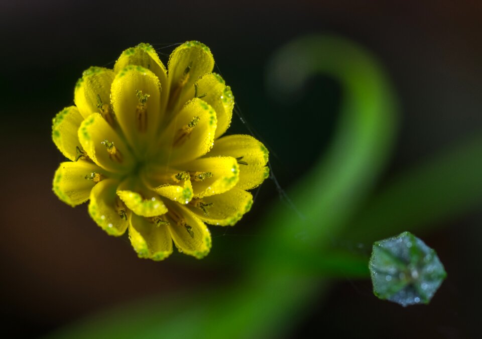 Flower plant sheet
