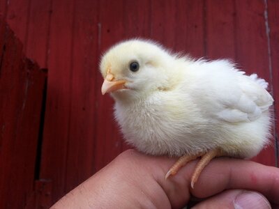 Chick barn farm