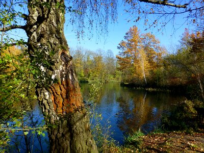 Lake mirroring birch photo