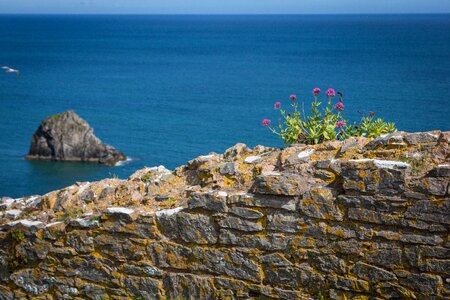 Berry head sea england photo