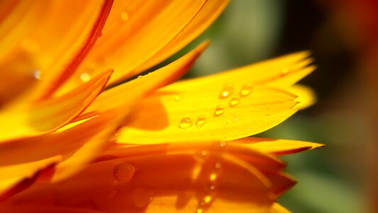 Bright summer drop