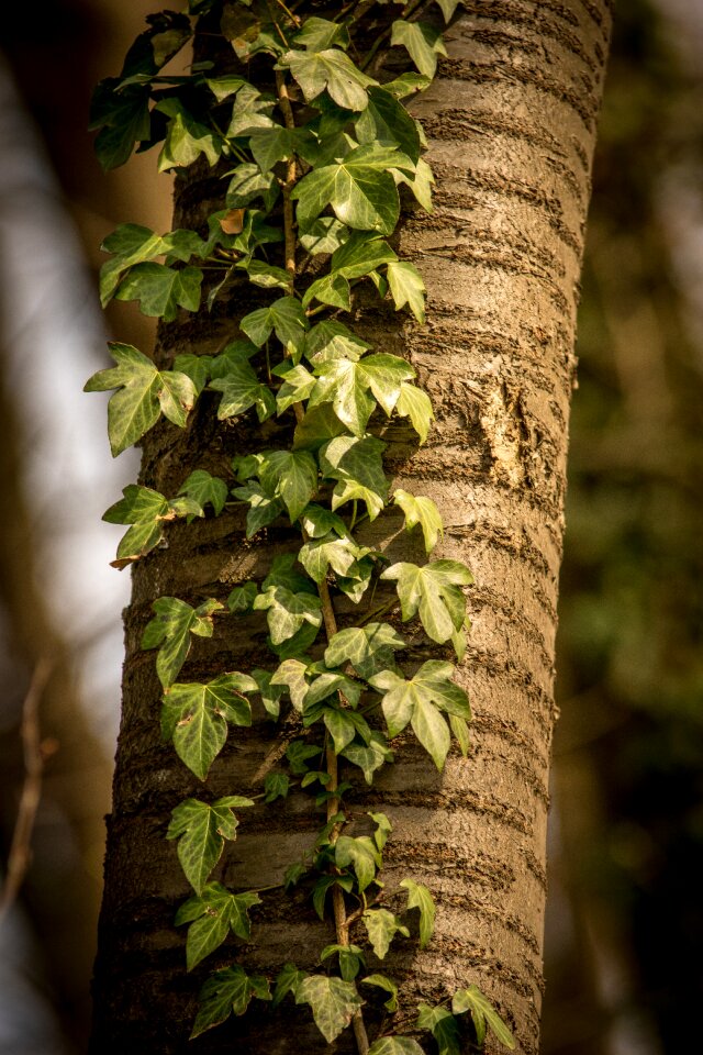 Plant growth nature