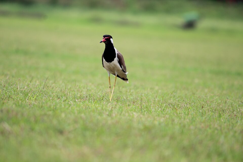 Usct ggsipu red-wattled lapwing