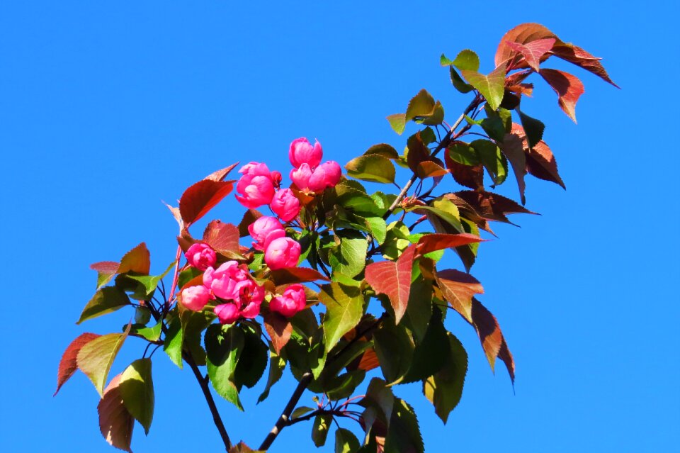 Apple tree plant red flower
